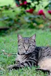 A Cat Lying in the Grass.