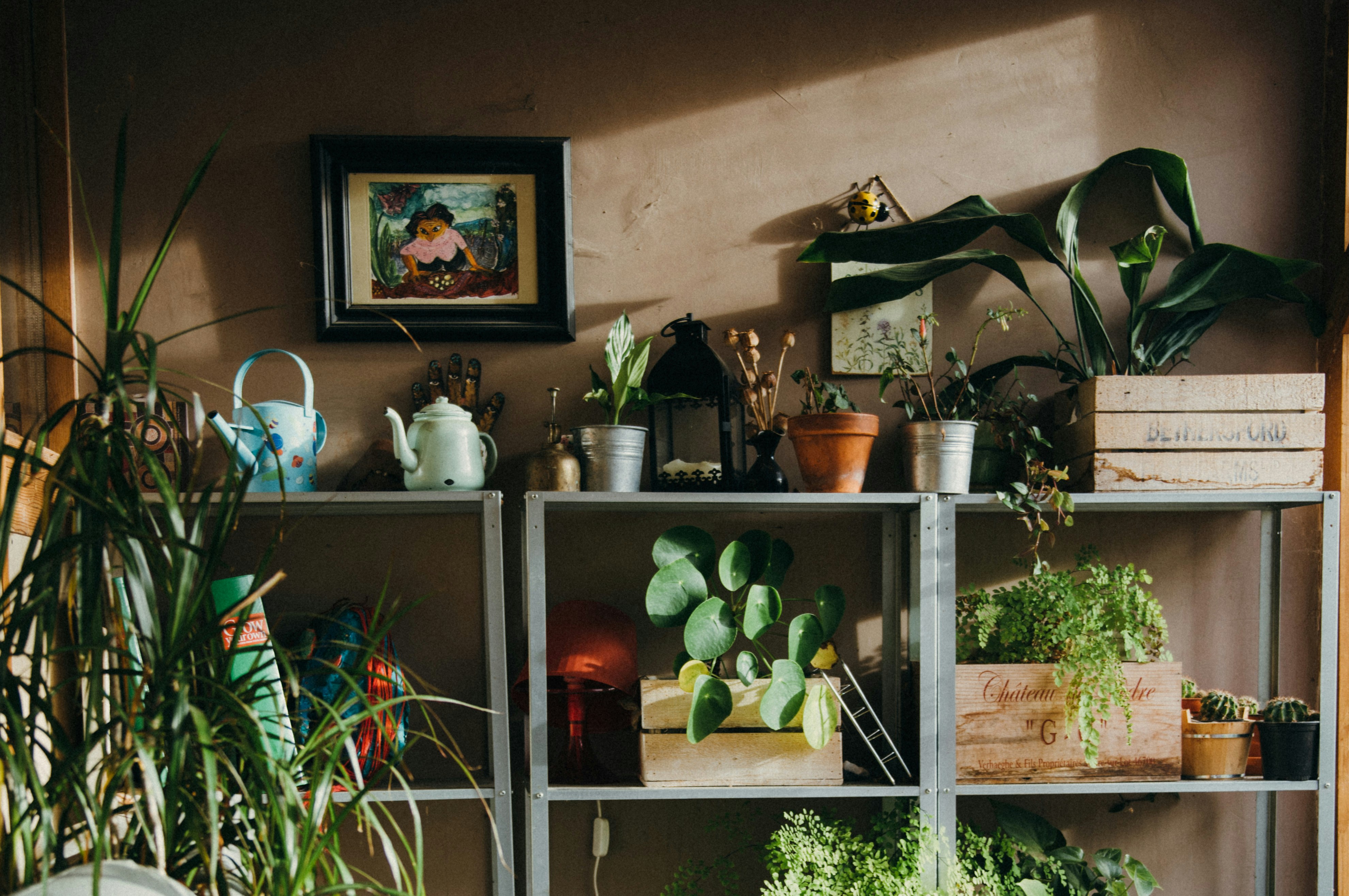 Plants on Shelves Indoors