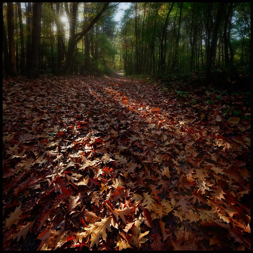 autumn
